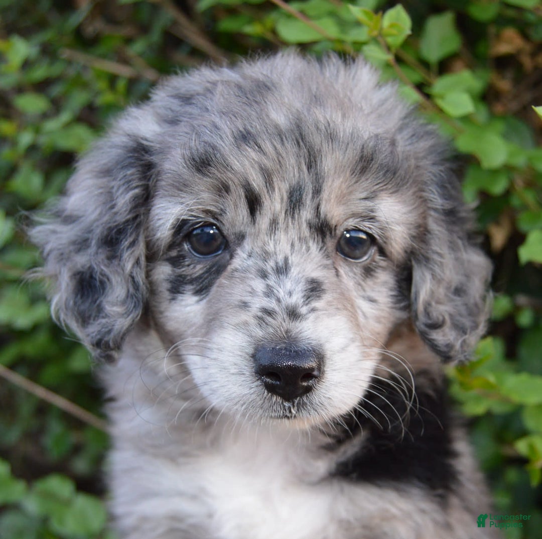Mini Aussiedoodle dogs for sale: Mini Angel - Image 7