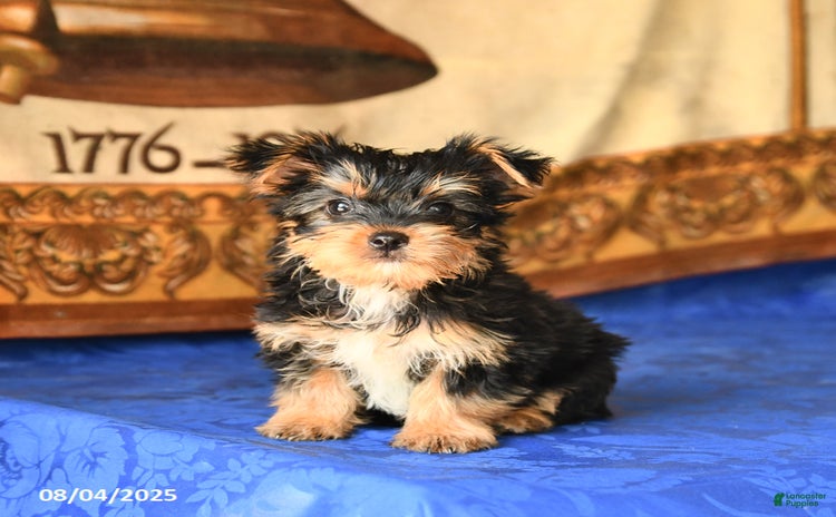 Yorkshire Terrier dogs for sale - Ad 2