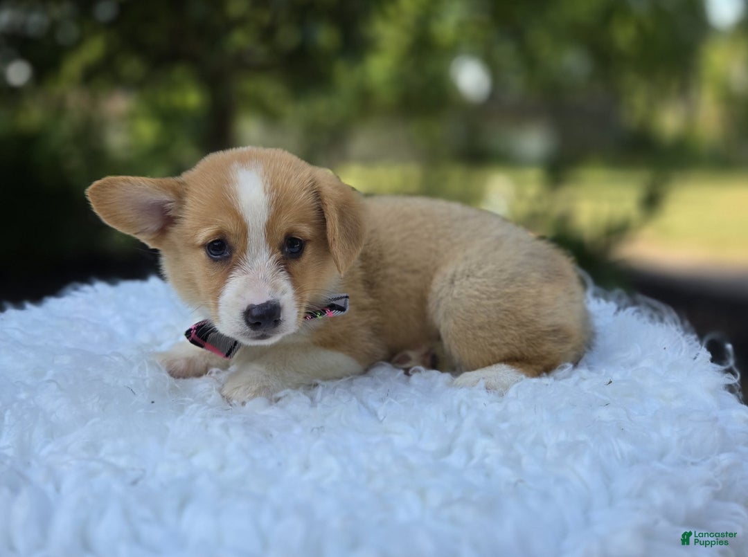 Welsh Corgi Pembroke dogs for sale: Lily - Image 2