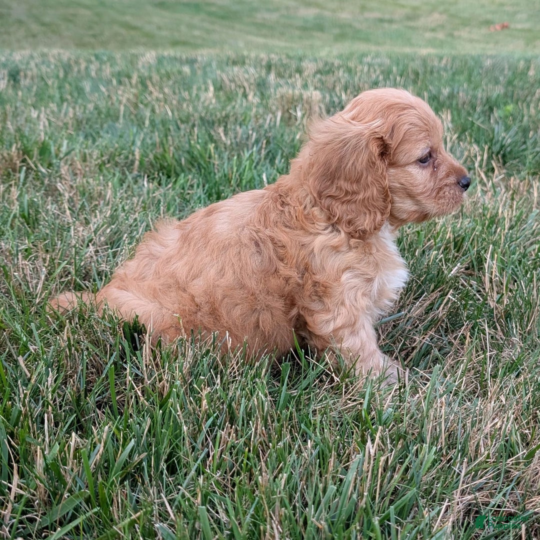Cavapoo dogs for sale: Rusty - Image 2