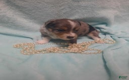  dogs for sale: Blossom - Image 3