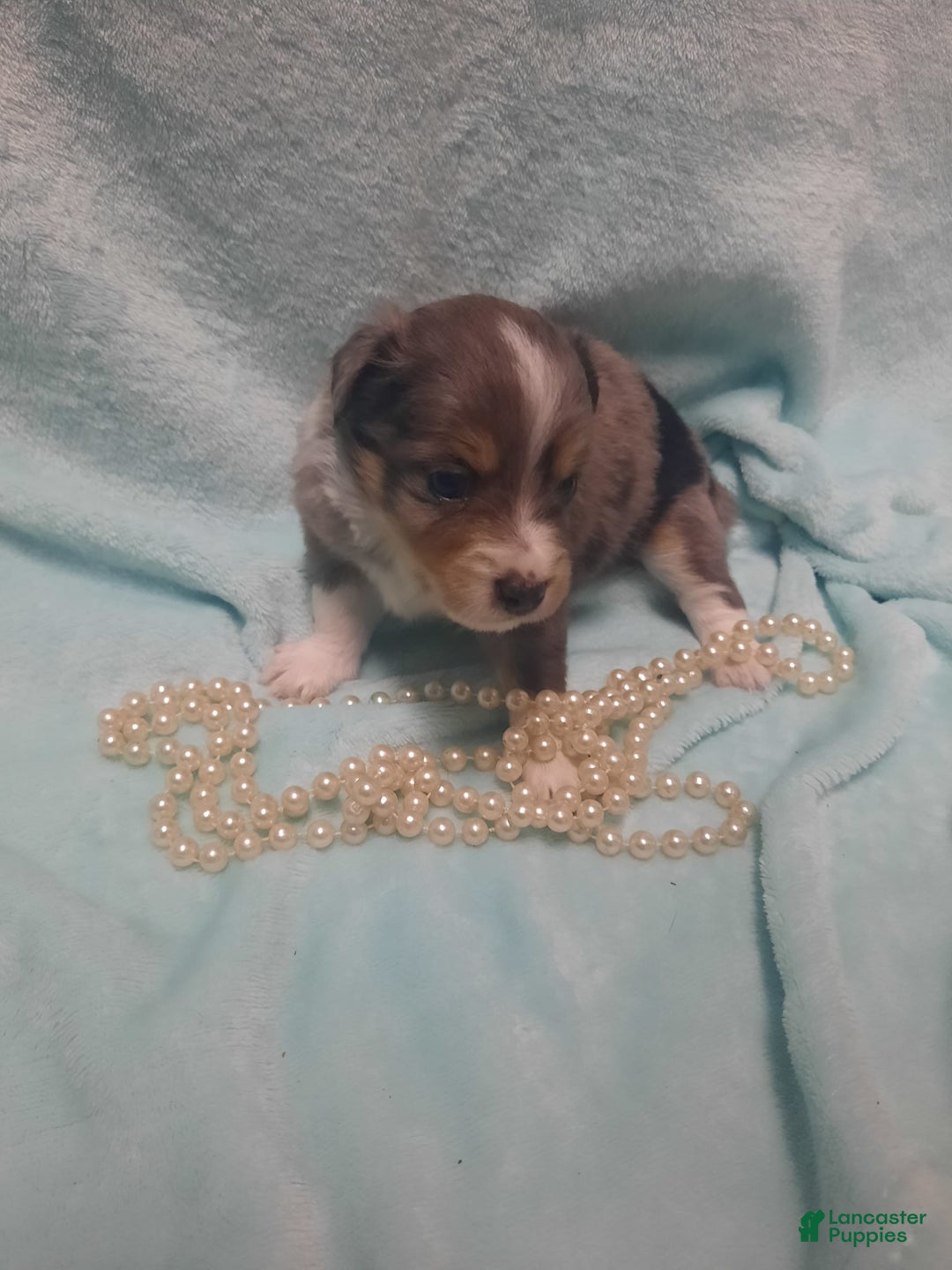  dogs for sale: Blossom - Image 3
