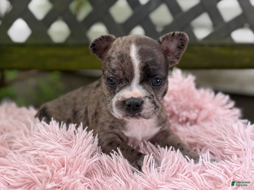 Frenchton dogs for sale: Jayna - Image 6