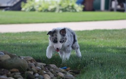 Border Collie dogs for sale: Diesel - Image 2