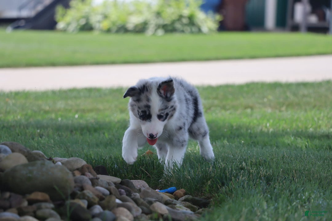 Border Collie dogs for sale: Diesel - Image 2