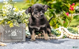 Chihuahua dogs for sale: Bambi - Image 2