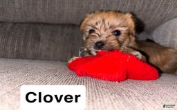 Morkie dogs for sale: Clover - Image 1