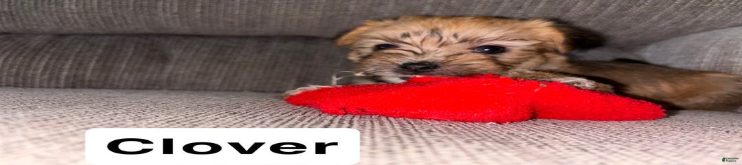 Clover