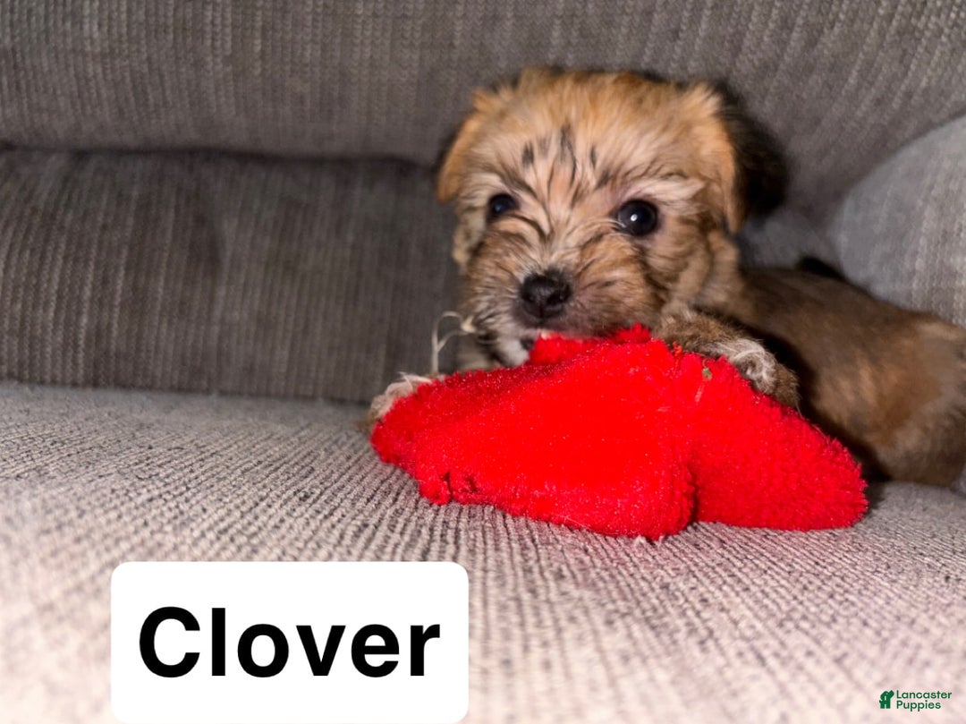 Morkie dogs for sale: Clover - Image 1