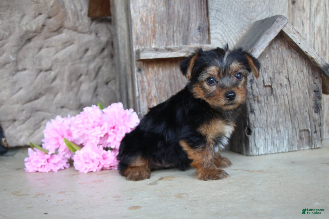 Yorkshire Terrier dogs for sale: Rubble - Image 3