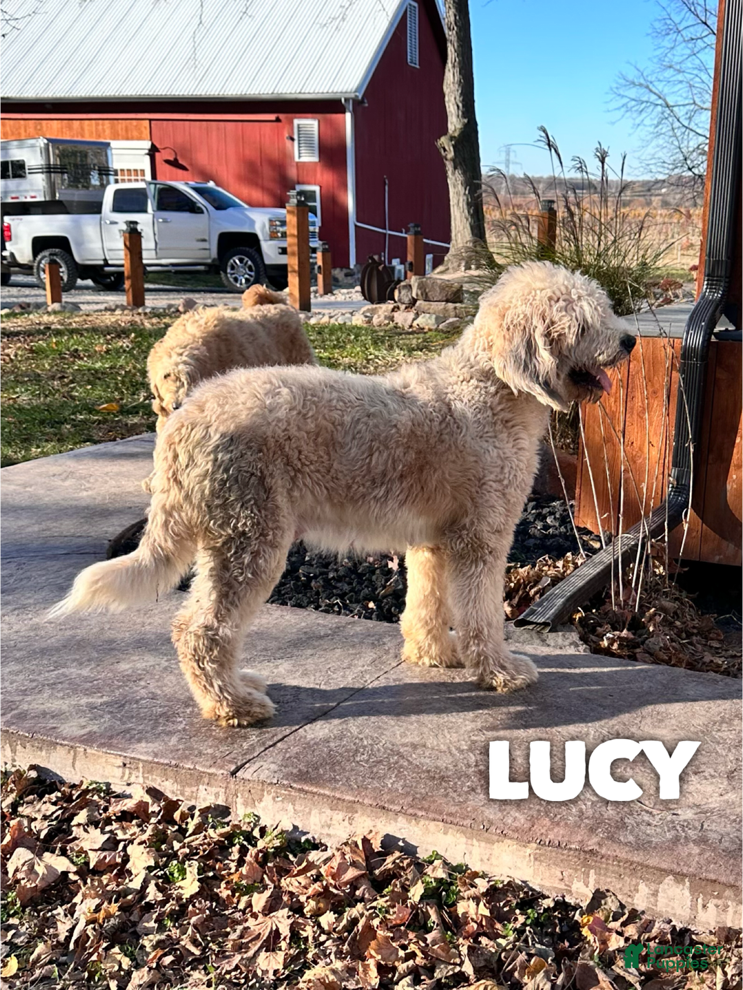 Saint Berdoodles dogs for sale: Lulu- Standard F1b - Image 3