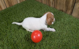 Dachshund dogs for sale: Tiny Girl 1 - Image 2