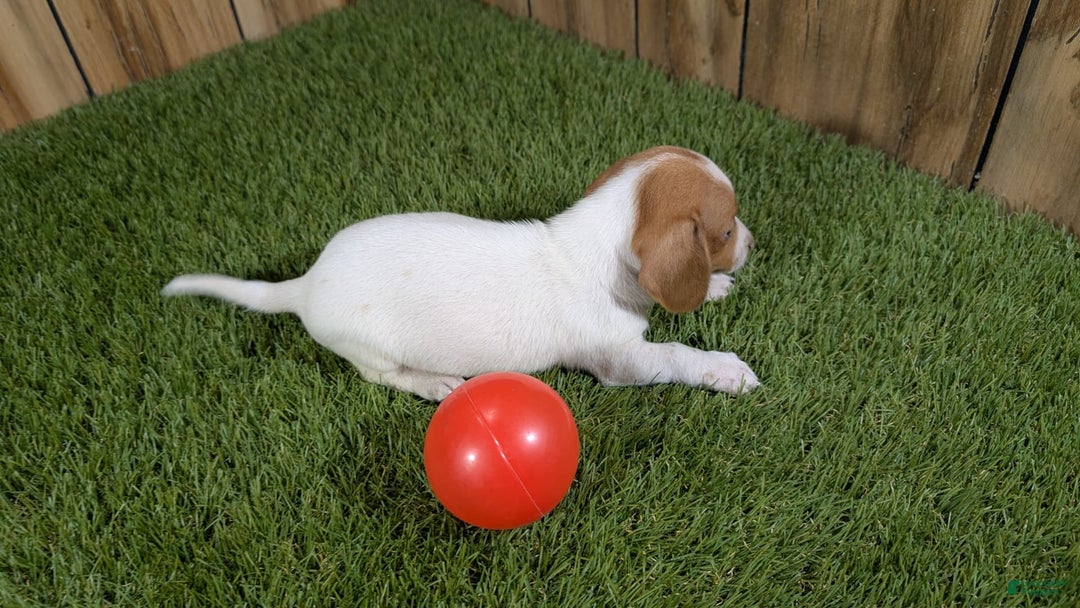 Dachshund dogs for sale: Tiny Girl 1 - Image 2