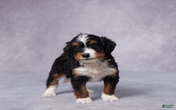 Mini Bernedoodle dogs for sale: Aden - Image 5
