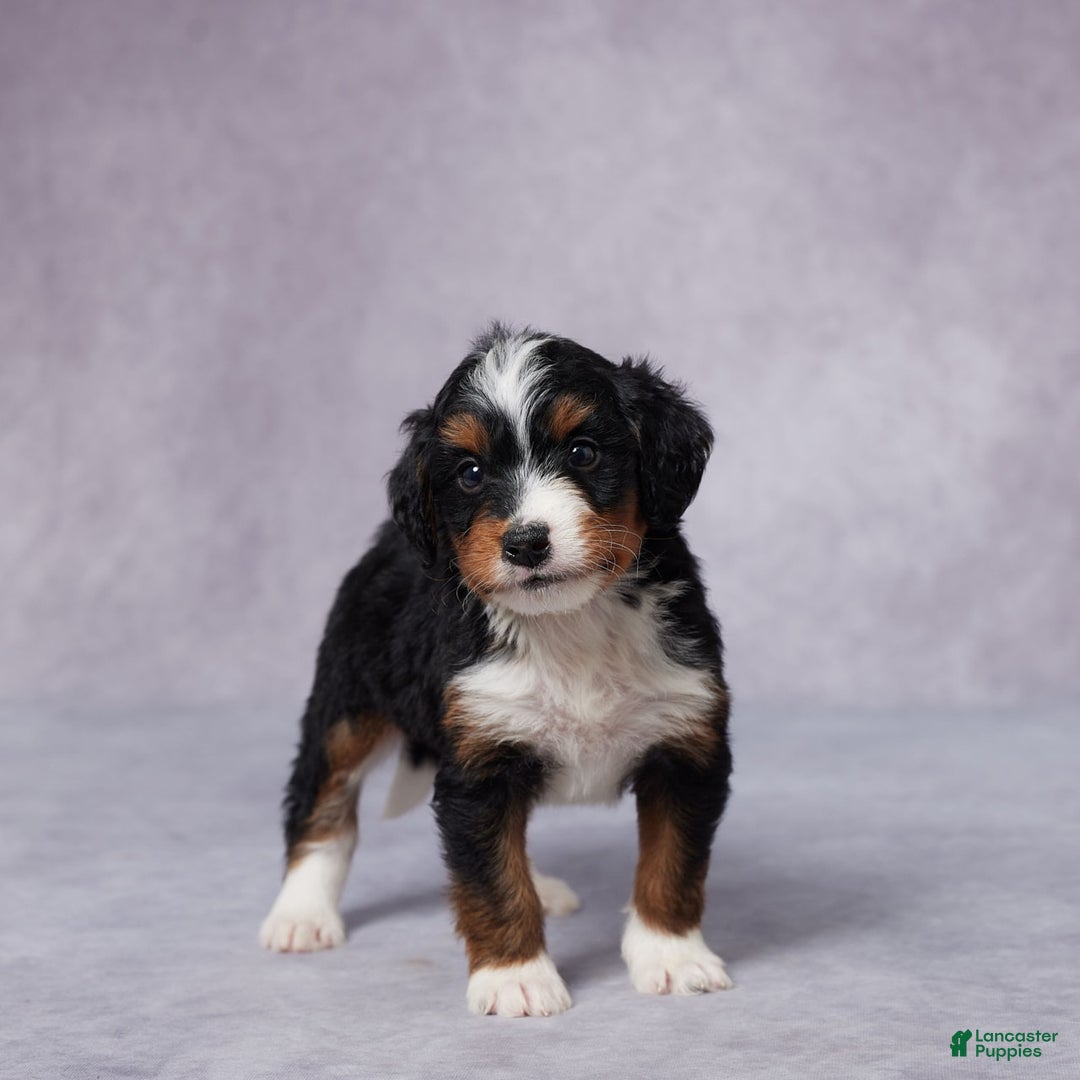 Mini Bernedoodle dogs for sale: Aden - Image 5