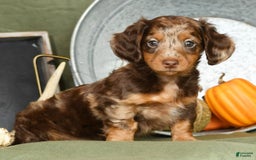 Miniature Dachshund dogs for sale: Anton - Image 2