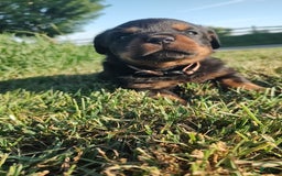 Rottweiler dogs for sale: Brown - Image 1