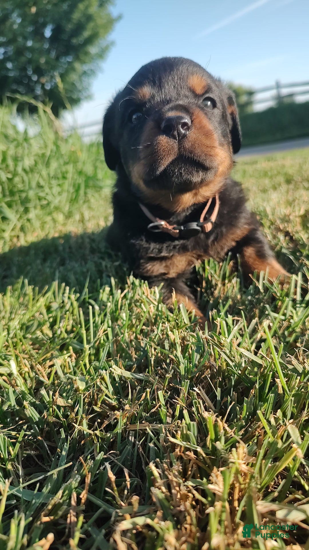 Rottweiler dogs for sale: Brown - Image 1