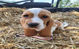 Basset Hound dogs for sale: Mable - Image 1