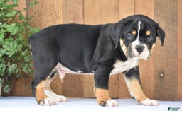 Beabull dogs for sale: Clint - Image 3