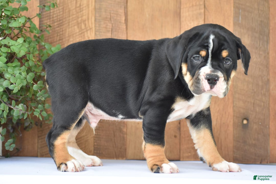 Beabull dogs for sale: Clint - Image 3
