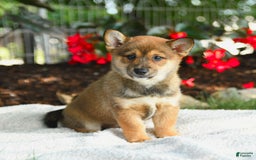 Shiba Inu dogs for sale: Honey - Image 5