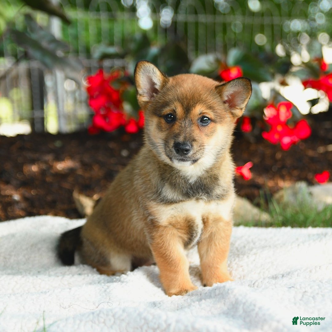 Shiba Inu dogs for sale: Honey - Image 5