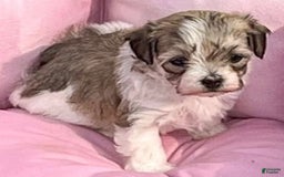 Maltipoo dogs for sale: Baxter - Image 9
