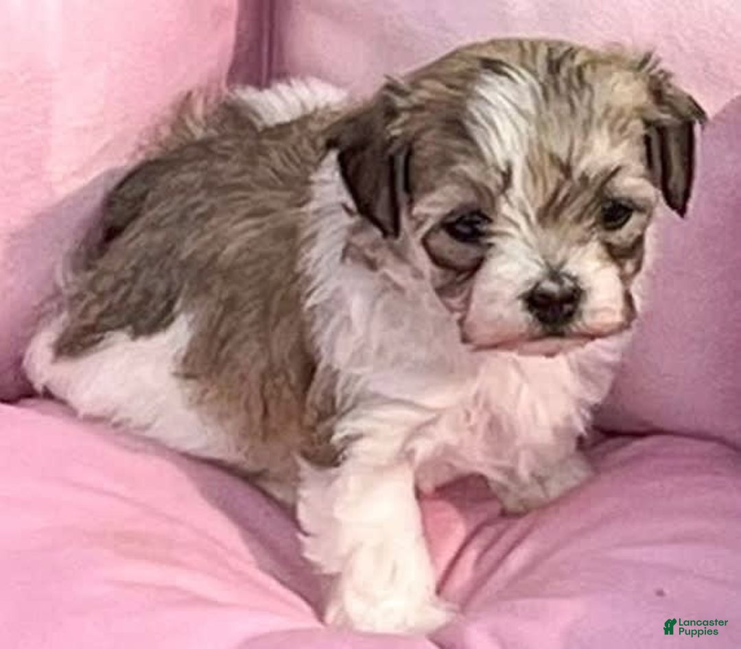 Maltipoo dogs for sale: Baxter - Image 9