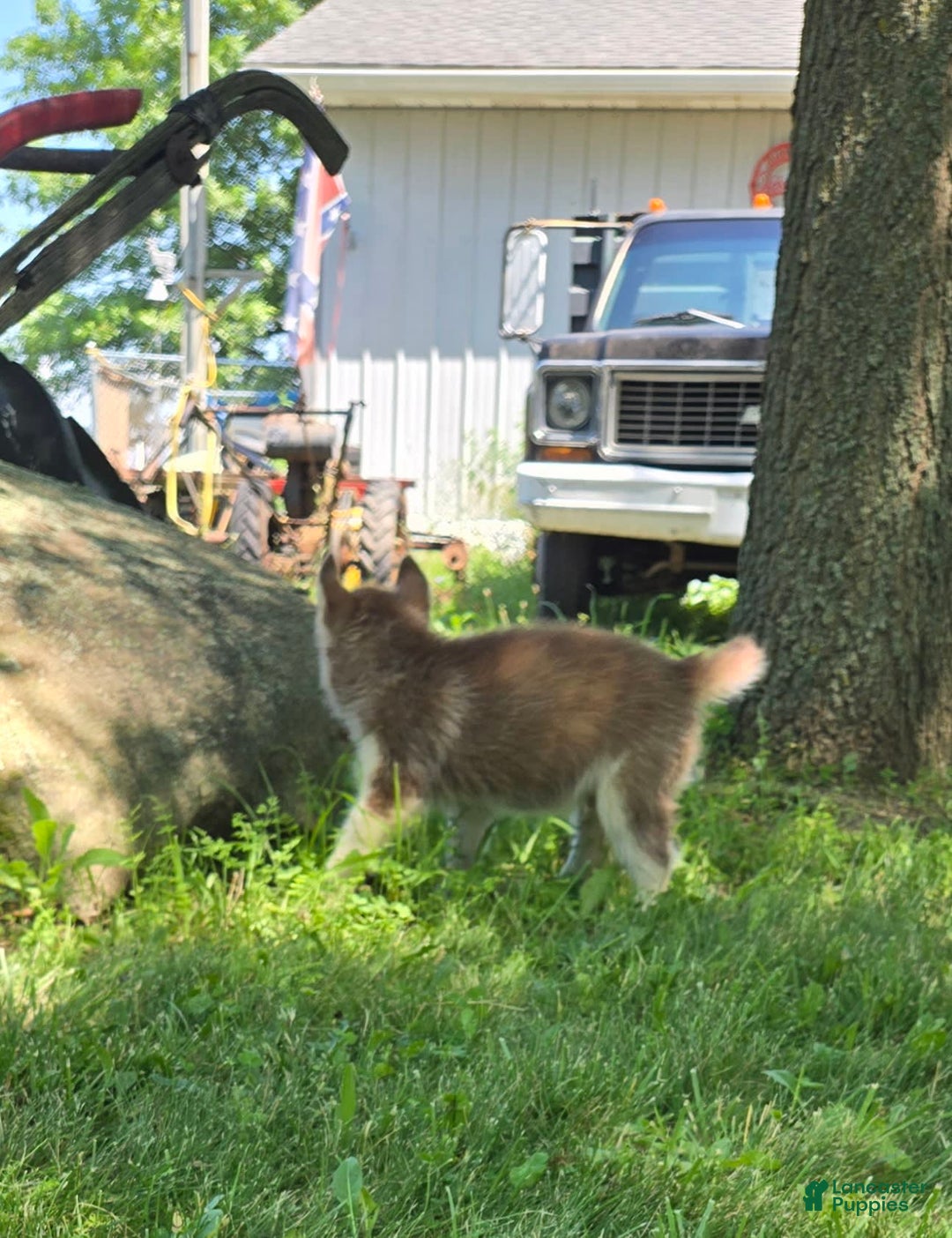 Siberian Husky dogs for sale: Berry - Image 4