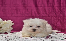 Maltese dogs for sale: Jasper - Image 2