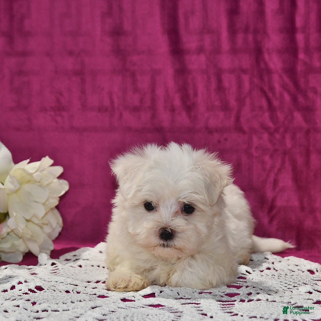 Maltese dogs for sale: Jasper - Image 2