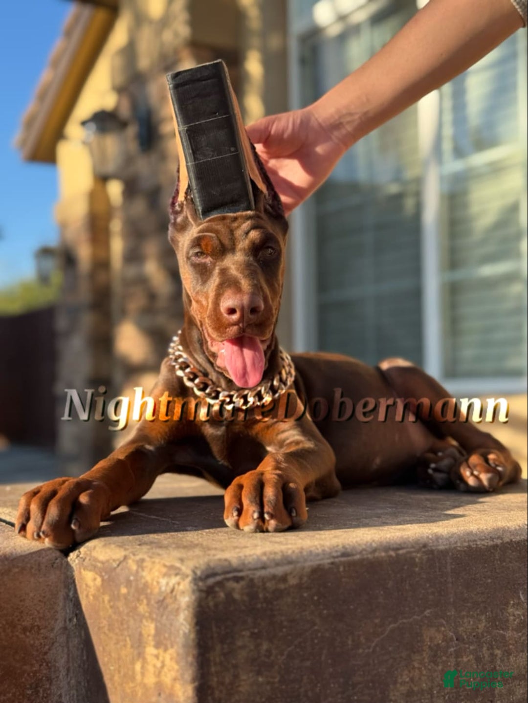 Doberman Pinscher dogs for sale: Tesoro - Image 1