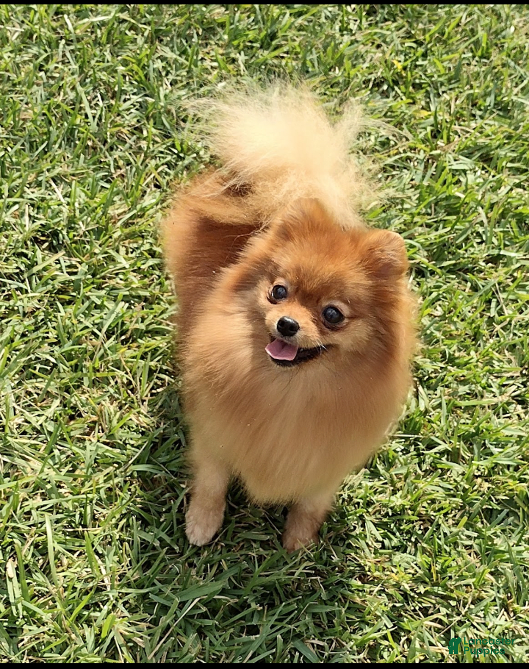 Pomeranian dogs for sale: Aspen - Image 2