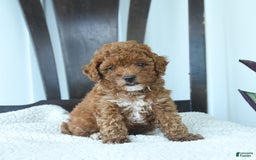 Miniature Poodle dogs for sale: Hazel - Image 3