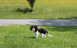 Cavalier King Charles Spaniel dogs for sale: Toby - Image 4
