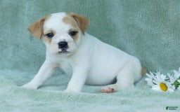 English Bulldog dogs for sale: Jasper - Image 5