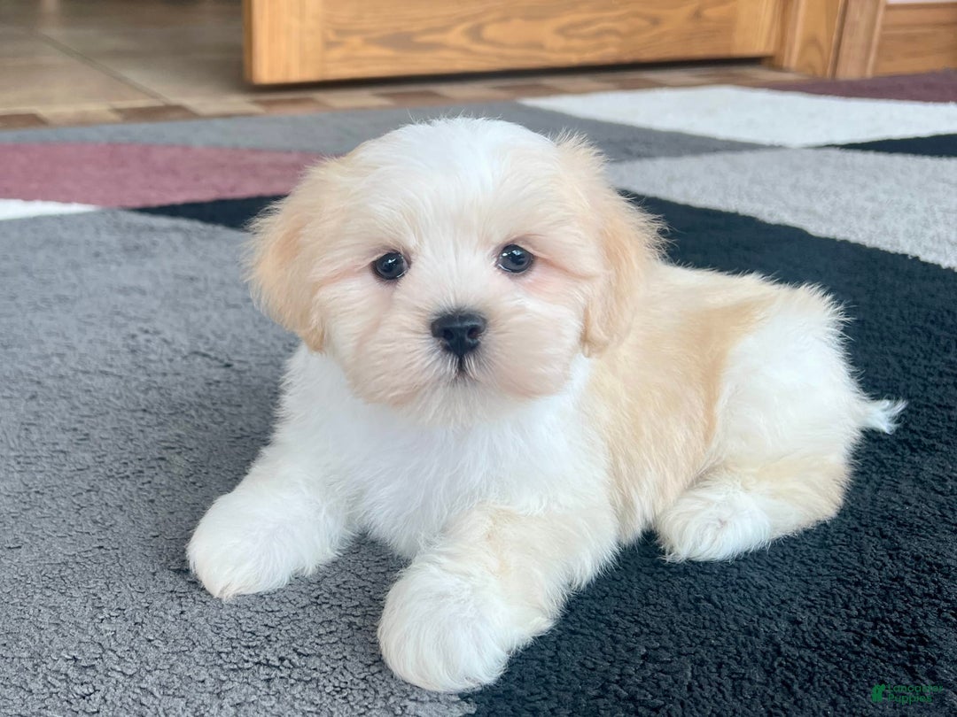 Lhasa Apso dogs for sale: Beau - Image 4