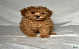 Miniature Poodle dogs for sale: Oscar - Image 1