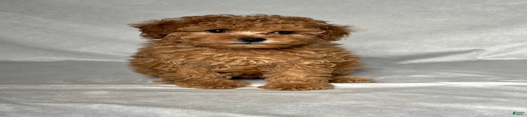 Oscar