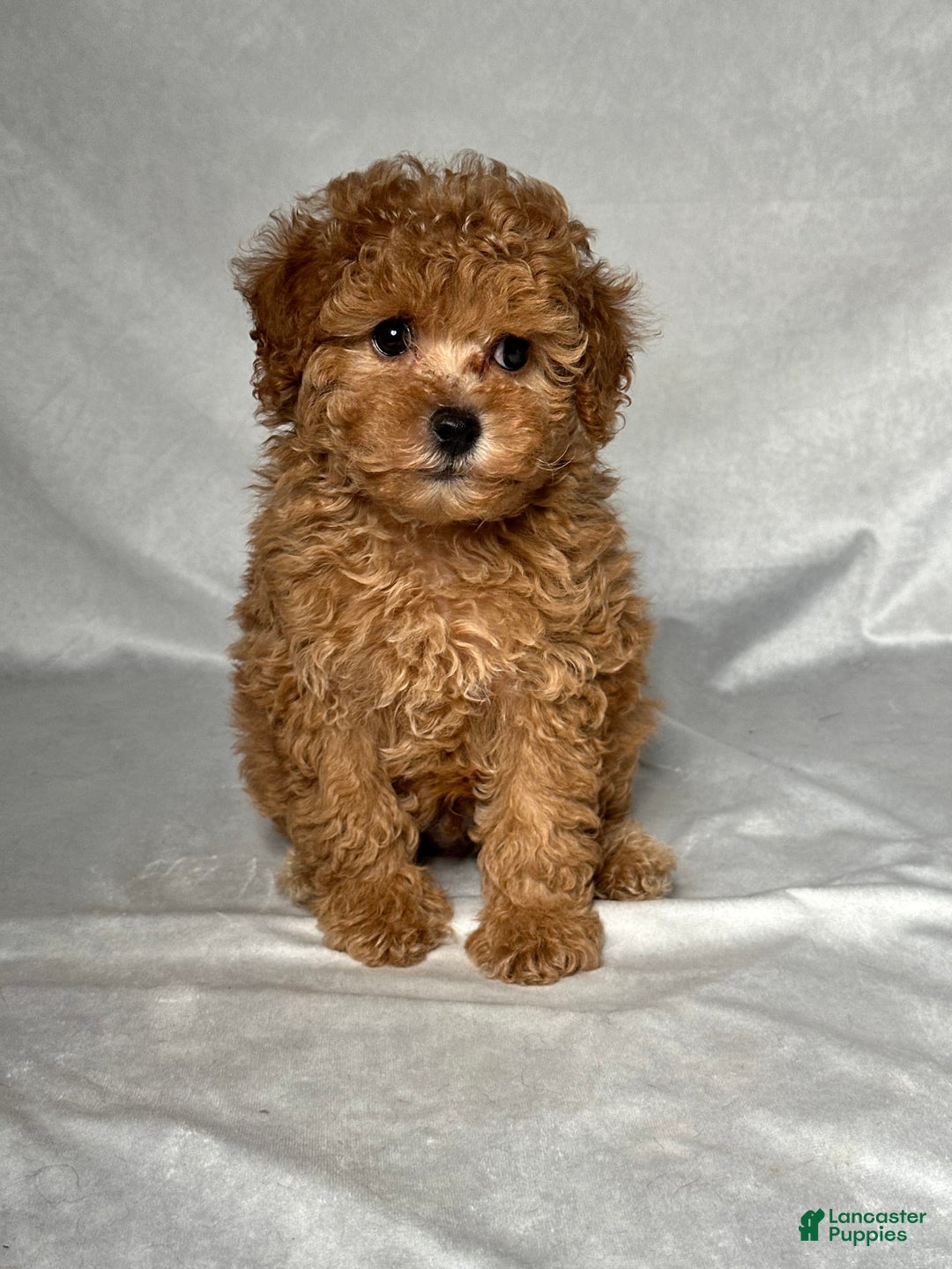 Miniature Poodle dogs for sale: Oscar - Image 1