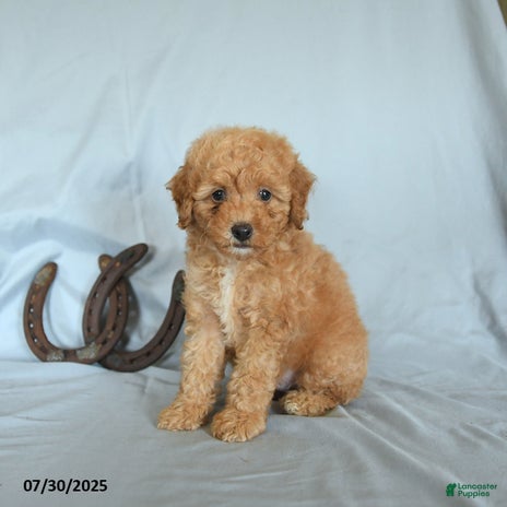 Shihpoo dogs for sale - Ad 2