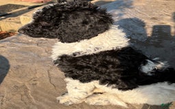 Standard Poodle dogs for sale: Lighting - Image 3