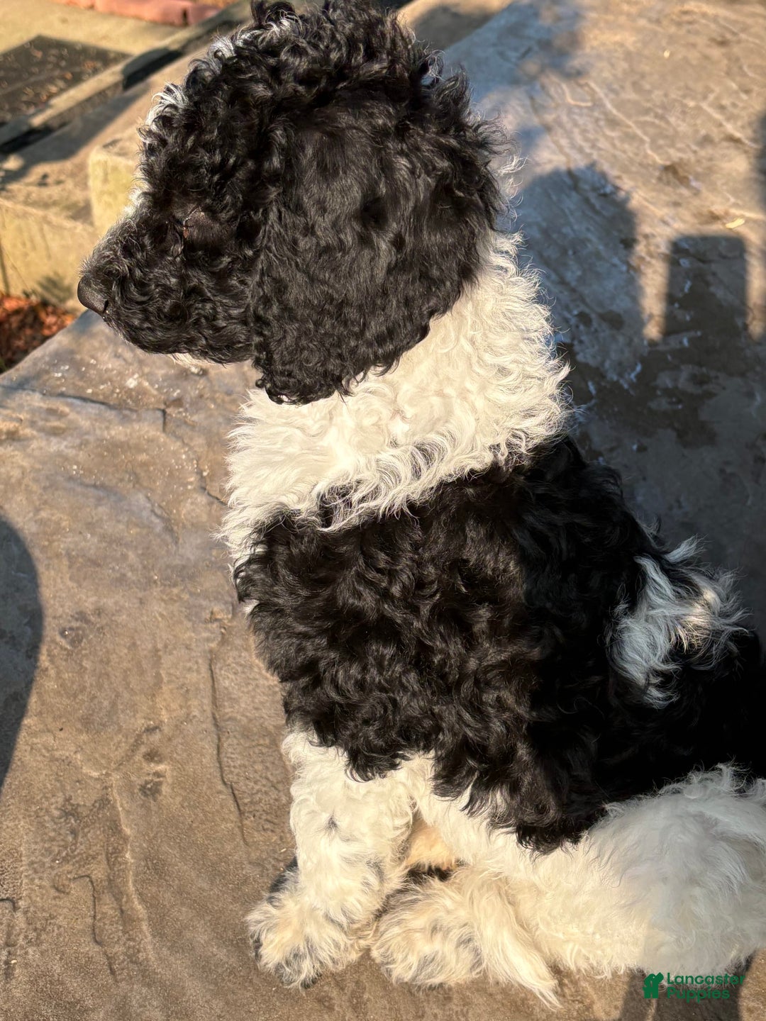 Standard Poodle dogs for sale: Lighting - Image 3