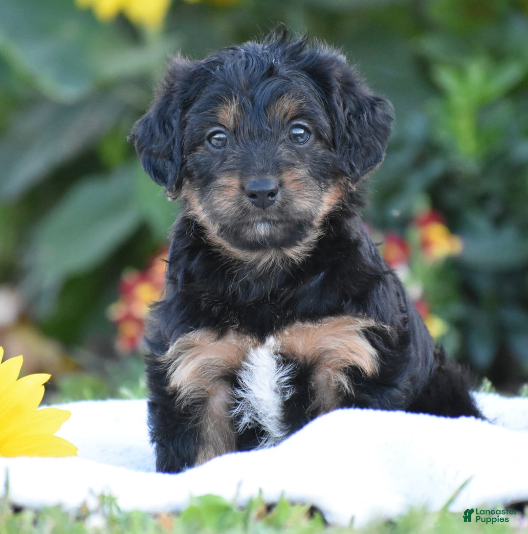 Yorkiepoo dogs for sale: Ireland - Image 5