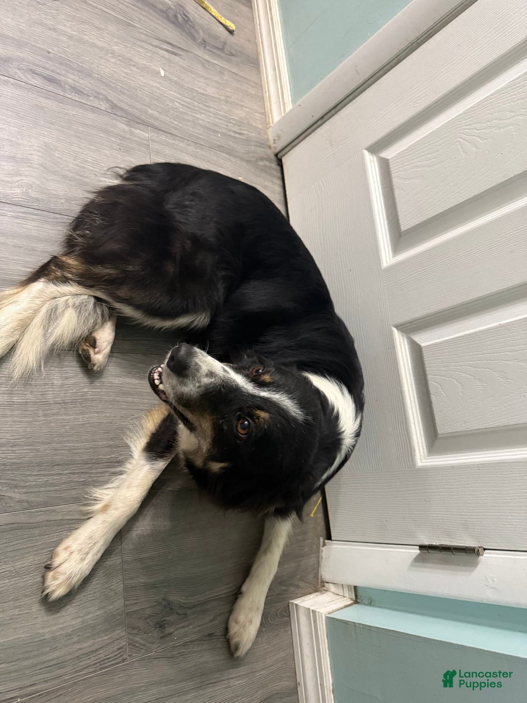 Border Collie dogs for sale: Benji - Image 4