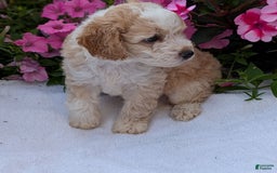 Mini Aussiedoodle dogs for sale: Rover - Image 7