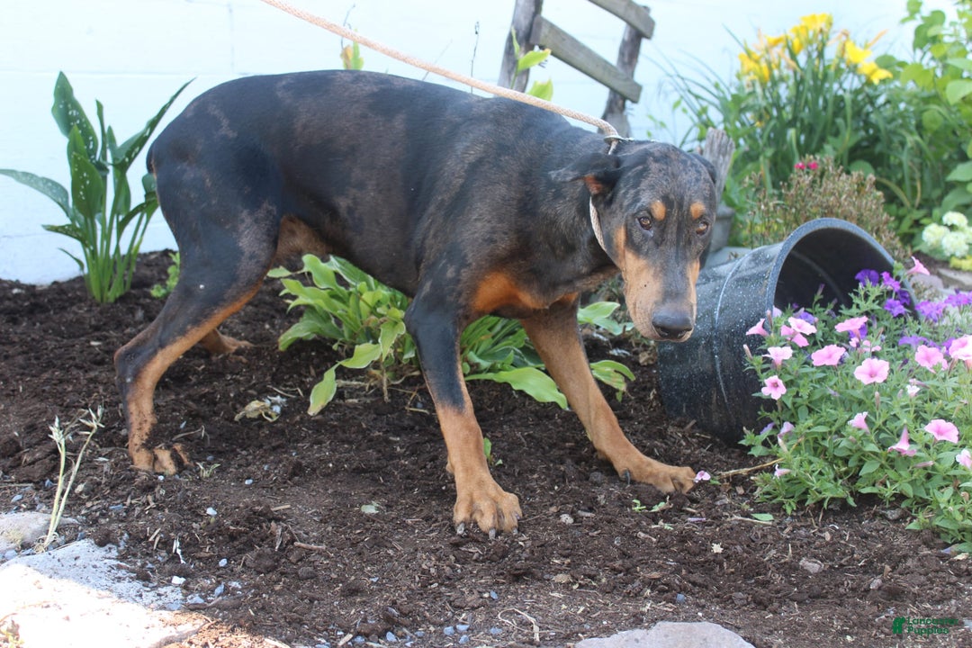 Doberman Pinscher dogs for sale: Tony - Image 2
