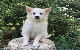 American Eskimo dogs for sale: Stuart - Image 6