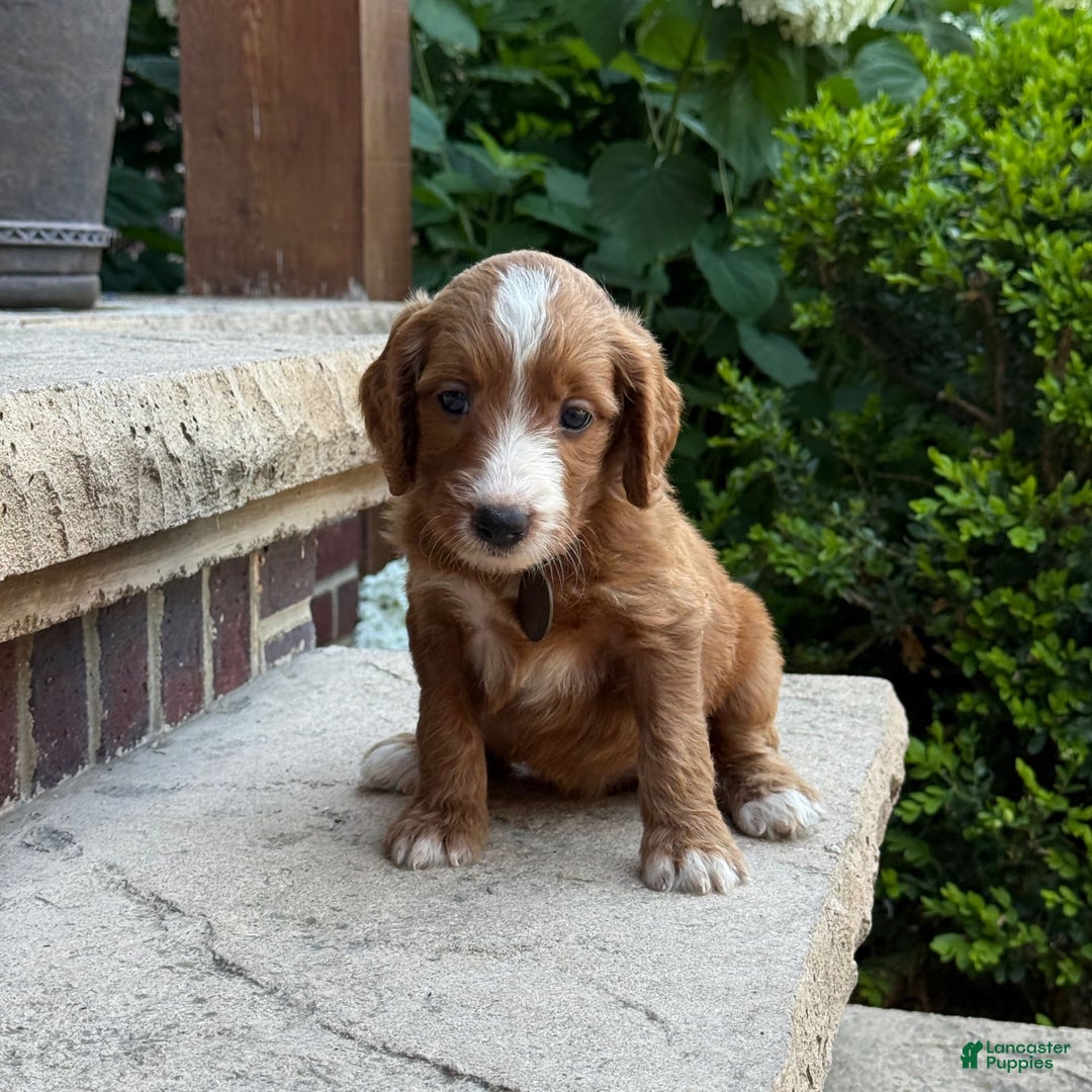 Goldendoodle dogs for sale: Ginger - Image 6